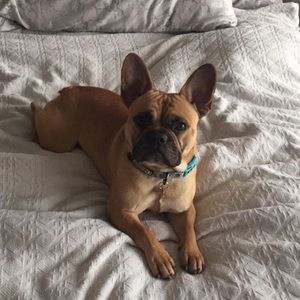 Meet your Posher, Frances